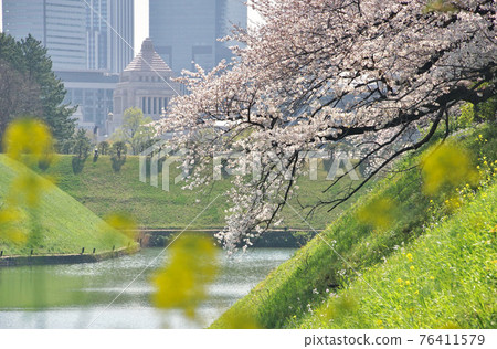 Diet Building and Sakura Chidorigafuchi Park, Chiyoda-ku, Tokyo Diet Building and Sakura Chidorigafuchi Park, Chiyoda-ku, Tokyo 76411579