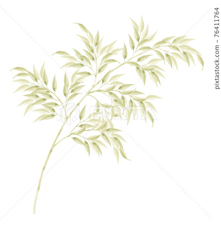 Illustration of bamboo grass 76411764