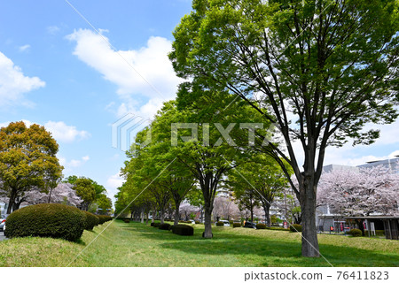 立川市南北路的鮮綠 立川市南北路的鮮綠 76411823