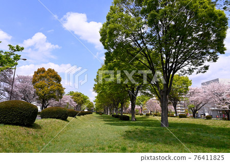 立川市南北路的鮮綠 立川市南北路的鮮綠 76411825
