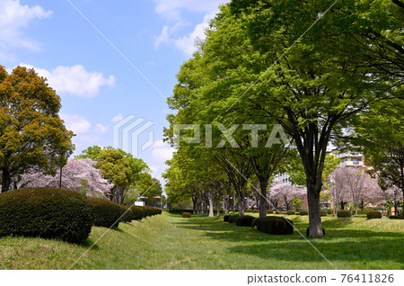 立川市南北路的鮮綠 立川市南北路的鮮綠 76411826
