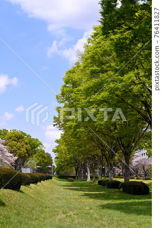 立川市南北路的鮮綠 立川市南北路的鮮綠 76411827