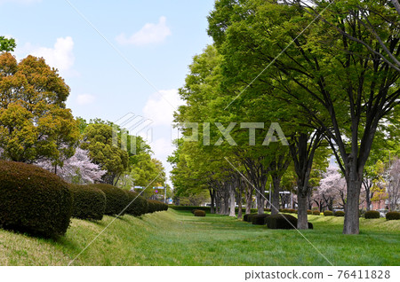 立川市南北路的鮮綠 76411828