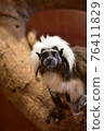 Cotton Bowsi Tamarin 76411829