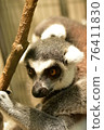 Wolverine lemur 76411830