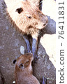 Capybara 76411831