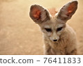 Fennec 76411833