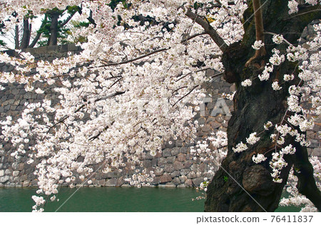 Cherry blossoms in the Imperial Palace in full bloom, Chiyoda-ku, Tokyo Cherry blossoms in the Imperial Palace in full bloom, Chiyoda-ku, Tokyo 76411837