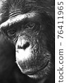 Chimpanzee 76411965
