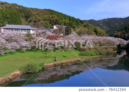 平山水上樂園,櫻花盛開(高知縣香美市) 平山水上樂園,櫻花盛開(高知縣香美市) 76412384