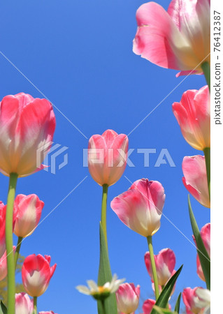 Blue sky and tulip Blue sky and tulip 76412387