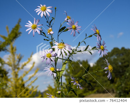 Yomena的花 76412404