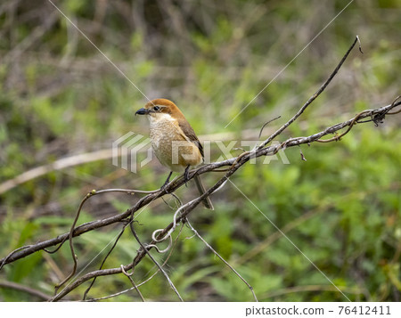 Moz perching on a tree branch 76412411