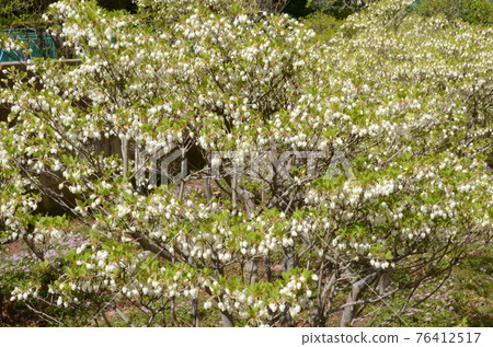 Enkianthus perulatus that bloomed without losing to the corona 76412517