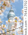 櫻花和天空樹 76412702