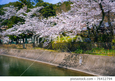 春天的京都,盛開的櫻花和琵琶湖運河(山科運河)的風景。 春天的京都,盛開的櫻花和琵琶湖運河(山科運河)的風景。 76412794