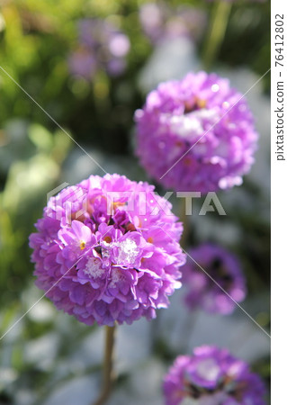 報春 報春 76412802