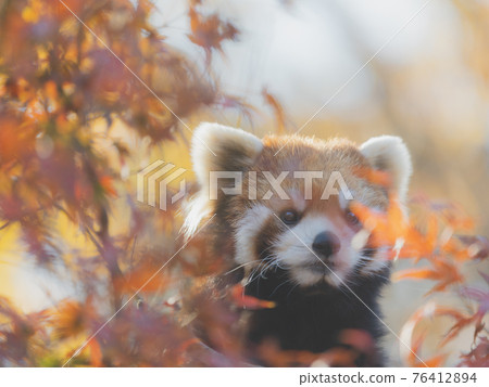 秋葉和小熊貓 76412894