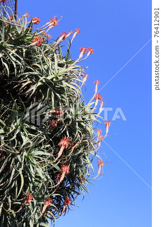 Aloe flowers blooming against the clear sky Aloe flowers blooming against the clear sky 76412901