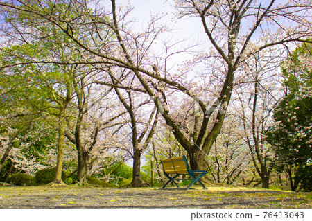 Scenery with a bench overlooking the cherry blossoms Scenery with a bench overlooking the cherry blossoms 76413043