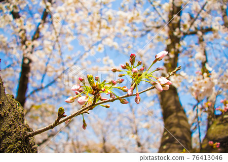 Cherry bud 76413046