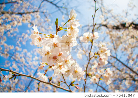 Cherry blossom close up 76413047