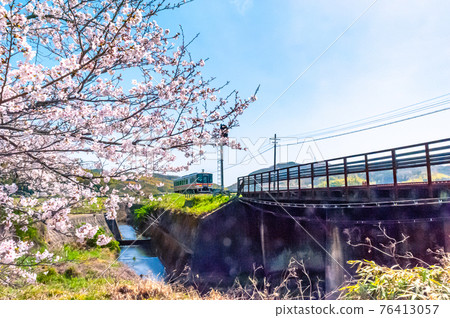 Local line and cherry blossoms in full bloom 76413057