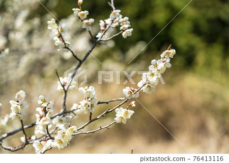Plum blossoms in the "Tsutsumi Ume housing complex" in early spring, Ogawara Town, Miyagi Prefecture Plum blossoms in the "Tsutsumi Ume housing complex" in early spring, Ogawara Town, Miyagi Prefecture 76413116