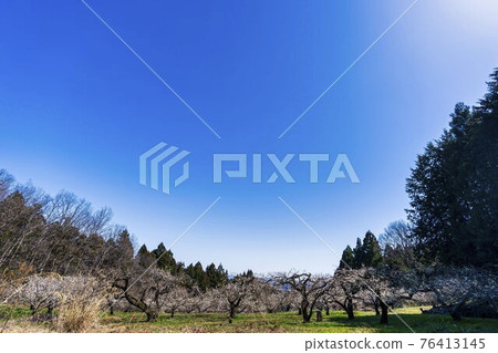 Plum blossoms in the "Tsutsumi Ume housing complex" in early spring, Ogawara Town, Miyagi Prefecture 76413145