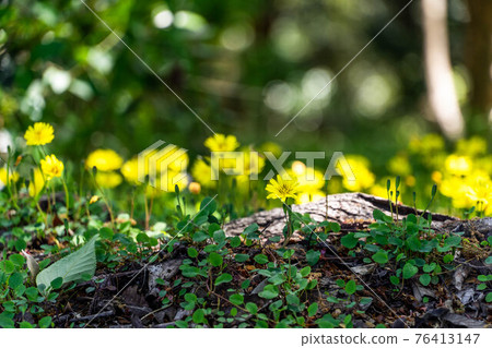 春天開花的雜草Jishibari 76413147