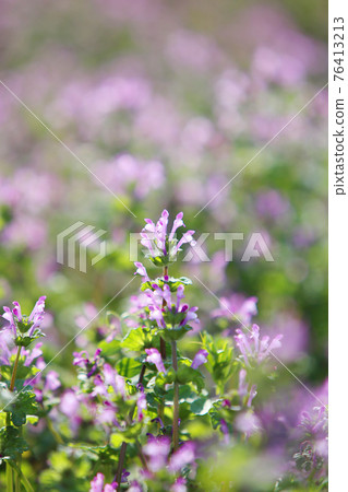 Lamium amplexicaule 76413213