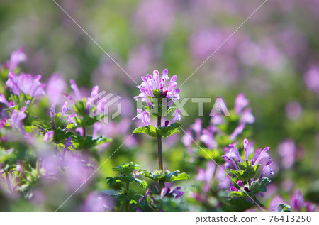 Lamium amplexicaule 76413250