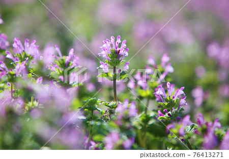 霍托肯諾扎 76413271