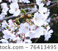 Cherry tree in full bloom  76413495