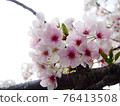 Cherry tree in full bloom  76413508