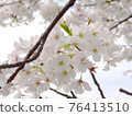 Cherry tree in full bloom  76413510