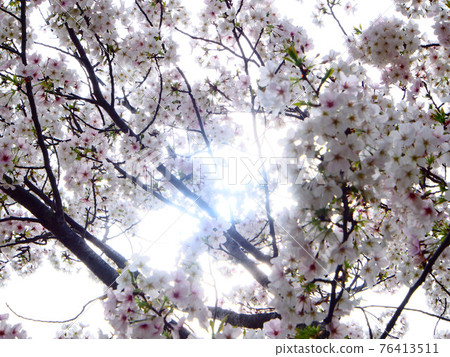 Cherry tree in full bloom Cherry tree in full bloom 76413511