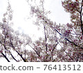Cherry tree in full bloom  76413512