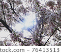 Cherry tree in full bloom  76413513