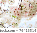Cherry tree in full bloom  76413514