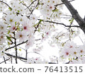 Cherry tree in full bloom  76413515