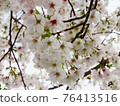 Cherry tree in full bloom  76413516