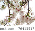 Cherry tree in full bloom  76413517