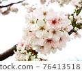 Cherry tree in full bloom  76413518