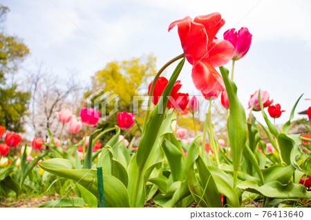 Tulips blooming in the flowerbed of the park 76413640