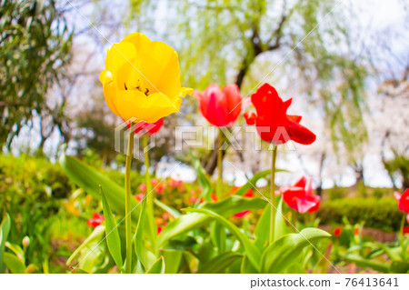 Tulips blooming in the flowerbed of the park 76413641