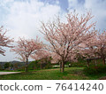 Sakura in Kanagawa Prefecture 76414240