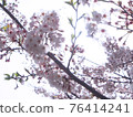 Sakura in Kanagawa Prefecture 76414241
