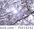 Sakura in Kanagawa Prefecture 76414242