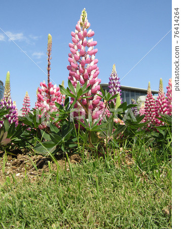Pink lupine flowers 76414264